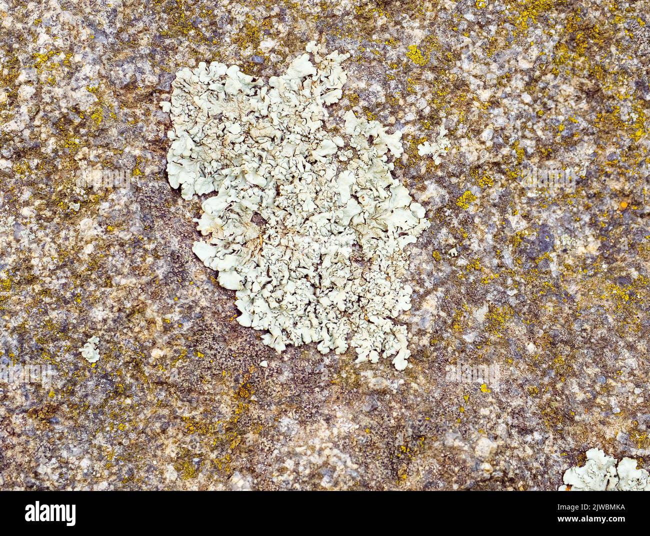 Lecanora muralis and the moss on the rock Stock Photo