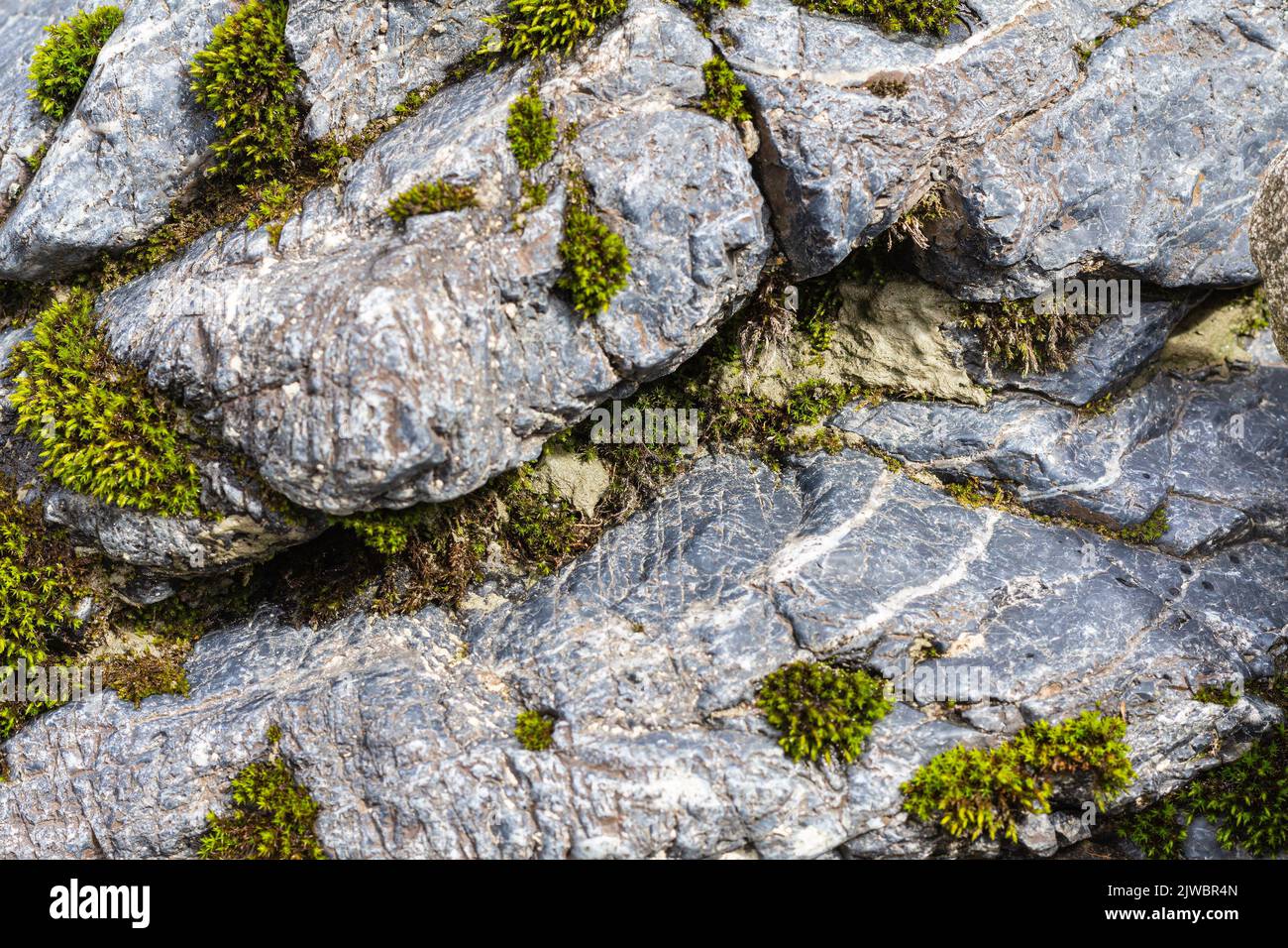 Moss on a rock face. Relief and texture of stone with patterns and moss. Stone natural background.Mountain flora. Detailed natural background. Stock Photo