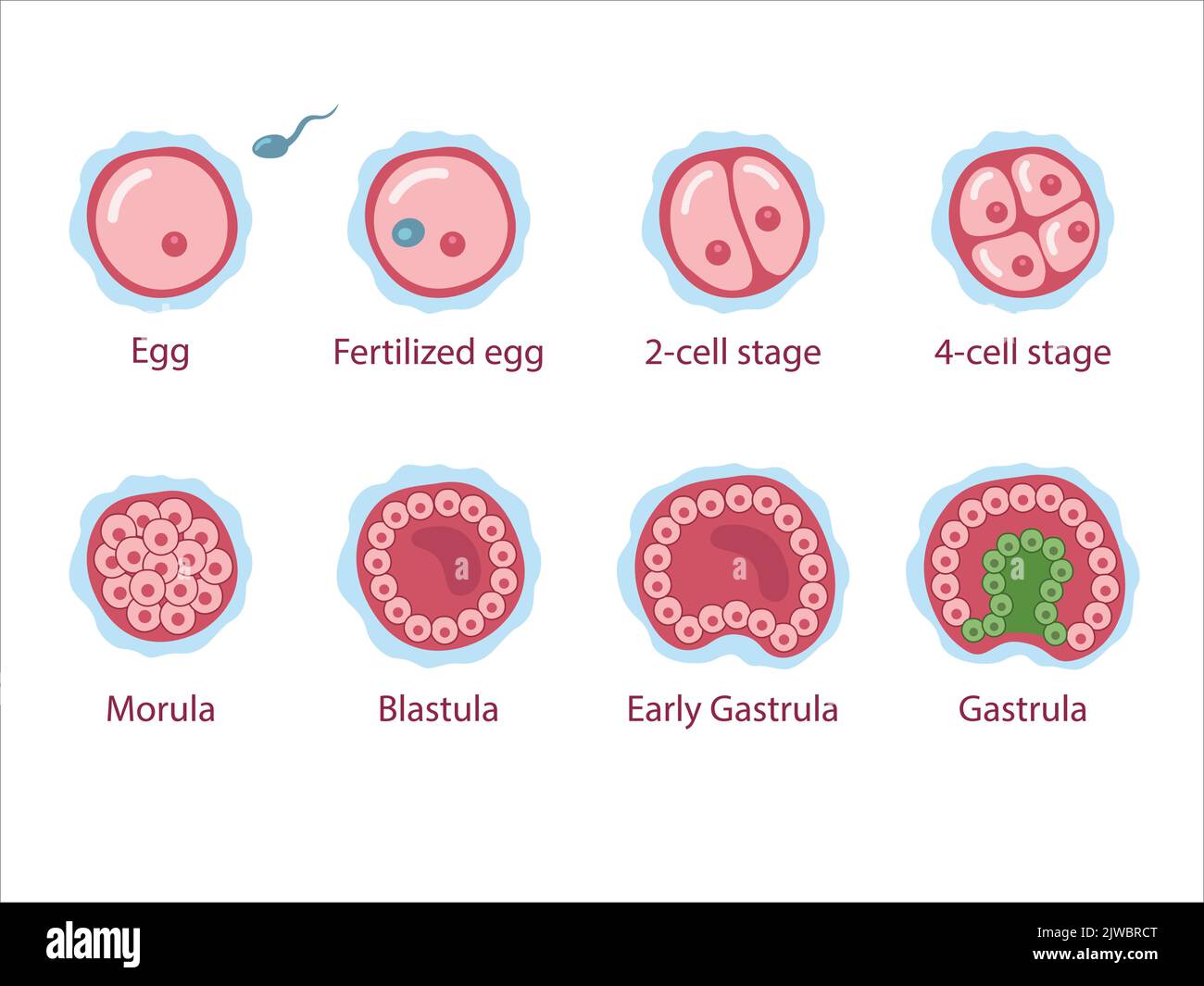 The stages of segmentation of a fertilized ovum. Human embryonic development. Zygote, 2-cell, morula, blastula, gastrula. Vector medical illustration. Stock Vector