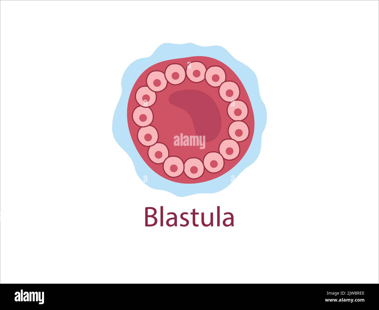 Blastula. The cells surrounding a cavity blastocoele. The stage of segmentation of a fertilized ovum.  Human embryonic development. Vector medical ill Stock Vector