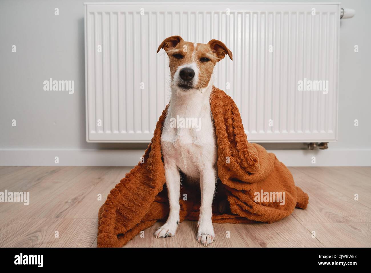 How Do Dogs Keep Themselves Warm