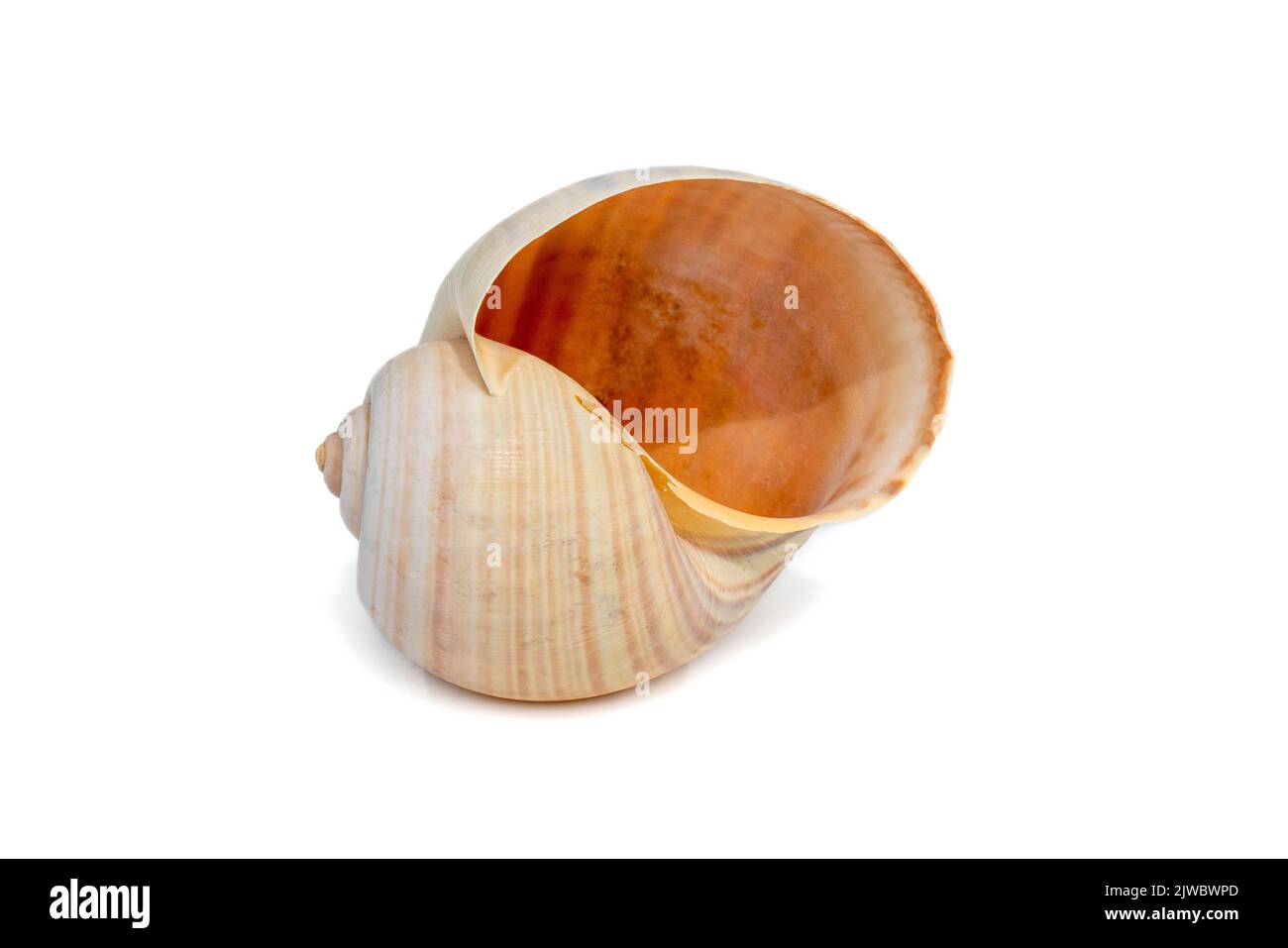 Image of large empty ocean snail shell on a white background. Undersea Animals. Sea shells. Stock Photo