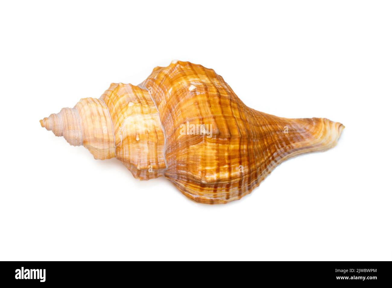 Image of Trapezium Horse Conch, Striped Fox Conch seashell (Pleuroploca trapezium) isolated on white background. Undersea Animals. Sea Shells. Stock Photo