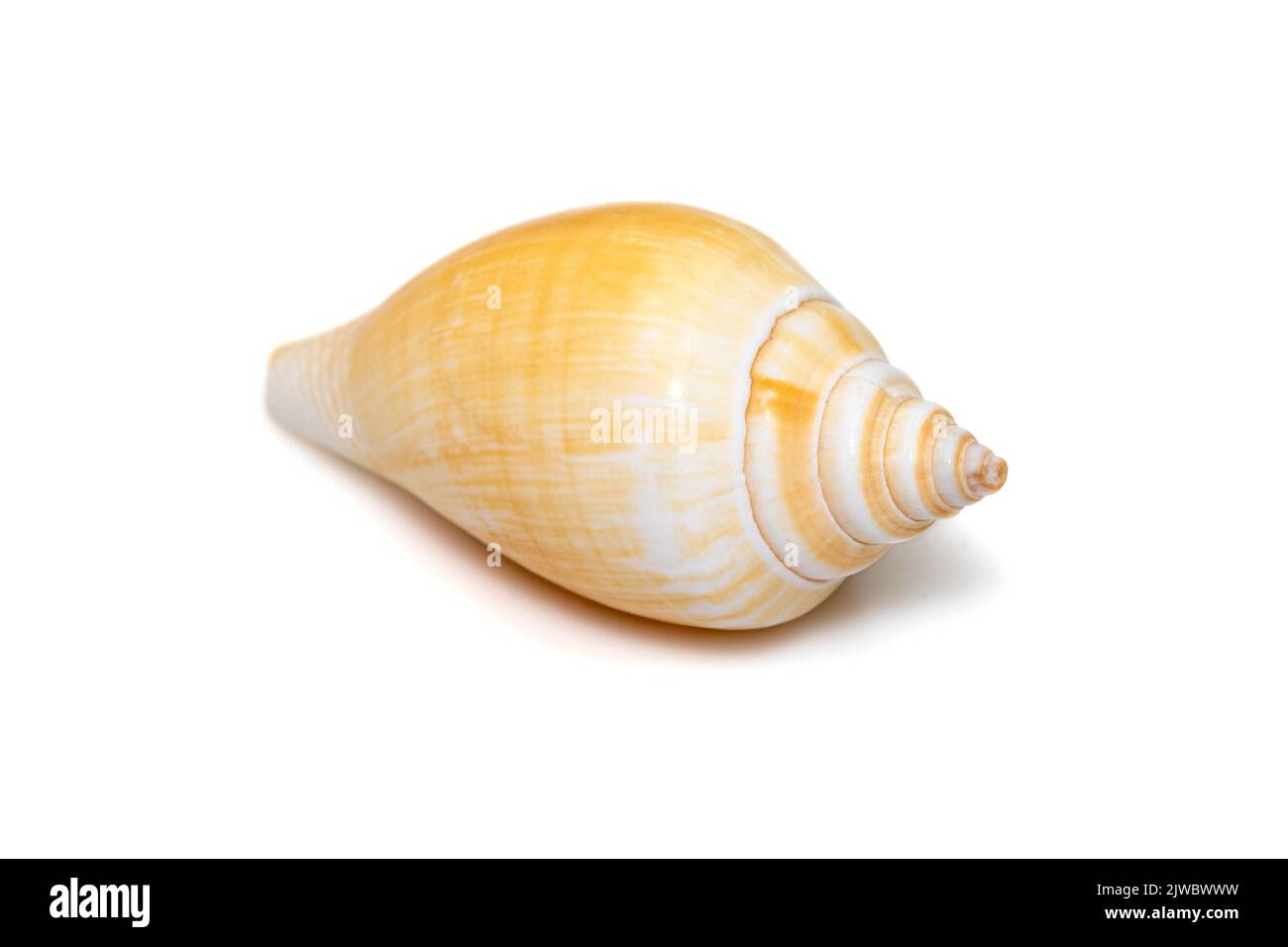 Laevistrombus canarium (commonly known as the dog conch or by its better-known synonym, Strombus canarium) is a species of edible sea snail. Sea snail Stock Photo