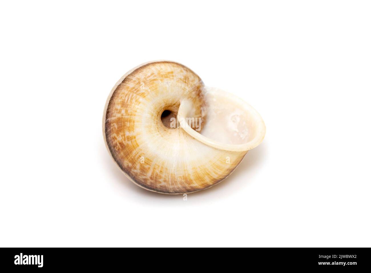 Image of cyclophorid snails(Cyclophoridae) isolated on white background. Undersea Animals. Sea Shells. Stock Photo
