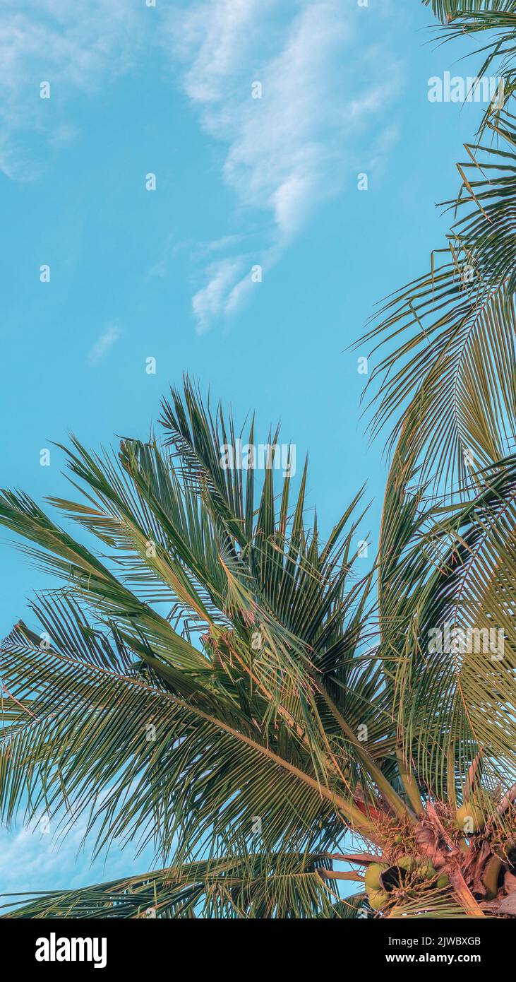 VERTICAL tropical coconut green palm tree sky white clouds background