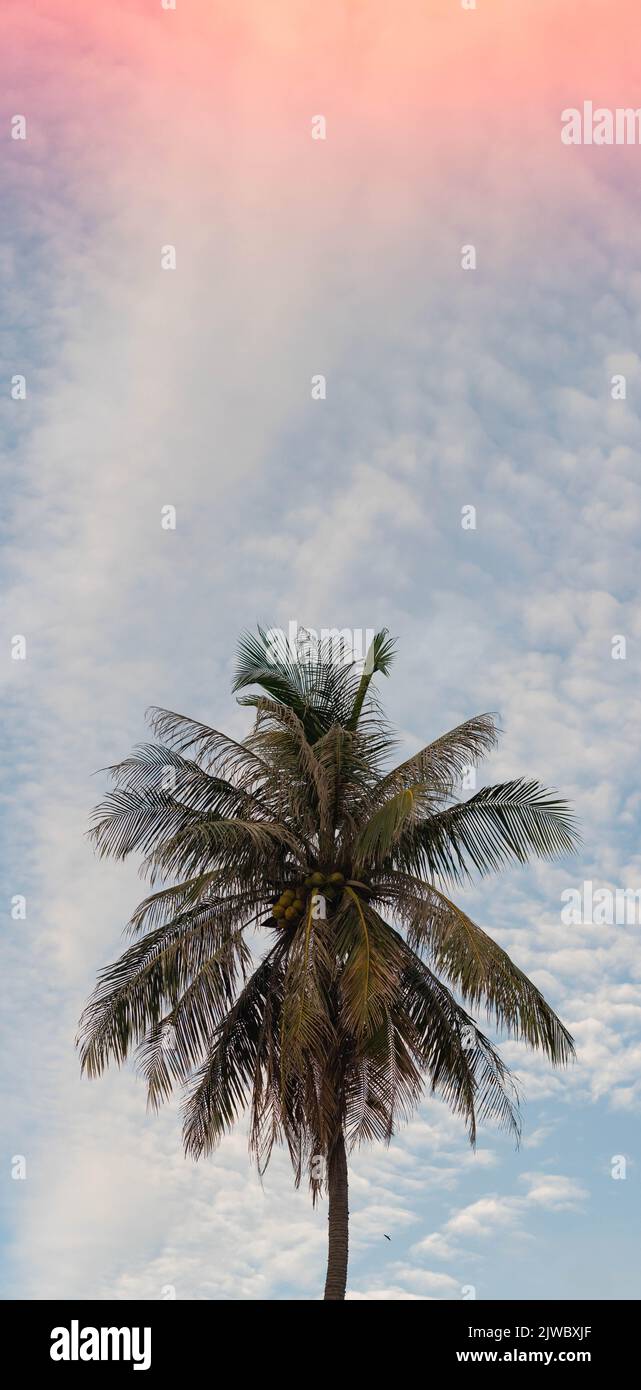 VERTICAL tropical coconut green palm tree sky white clouds background