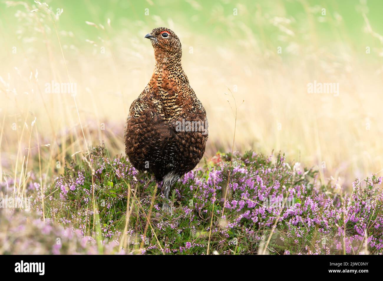 Close up of a Red Grouse male with red eyebrow stood in natural habitat of grasses and purple heather. Facing left.  Scientific name: Lagopus Lagopus. Stock Photo