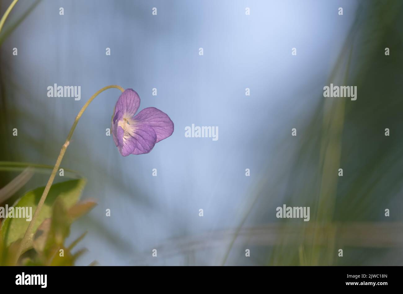A closeup shot of a light blue dog-violet flower (Viola Canina) blooming Stock Photo