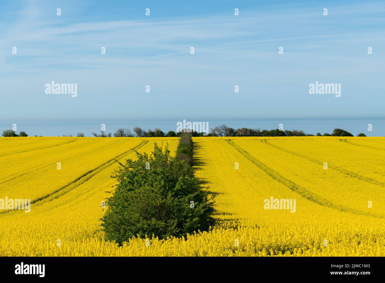 Canola field with sea view, Amager-Bornholm, Denmark Stock Photo