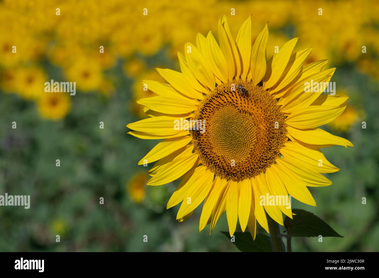 Close-up of a yellow and bright sunflower in the field. There are bees on the flower. Lots of sunflowers in the background. Stock Photo
