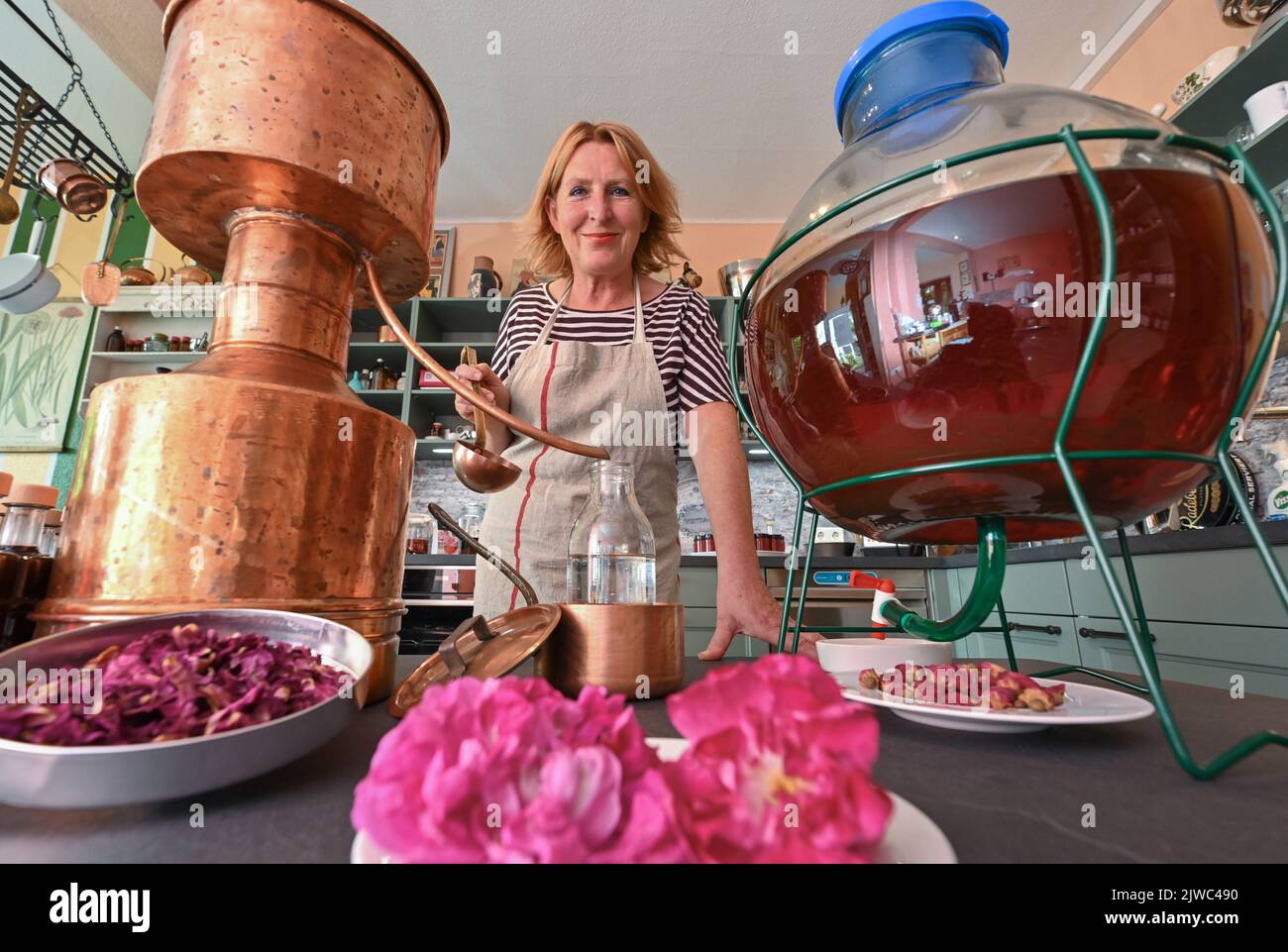 Uckerose hi-res stock photography and images - Alamy