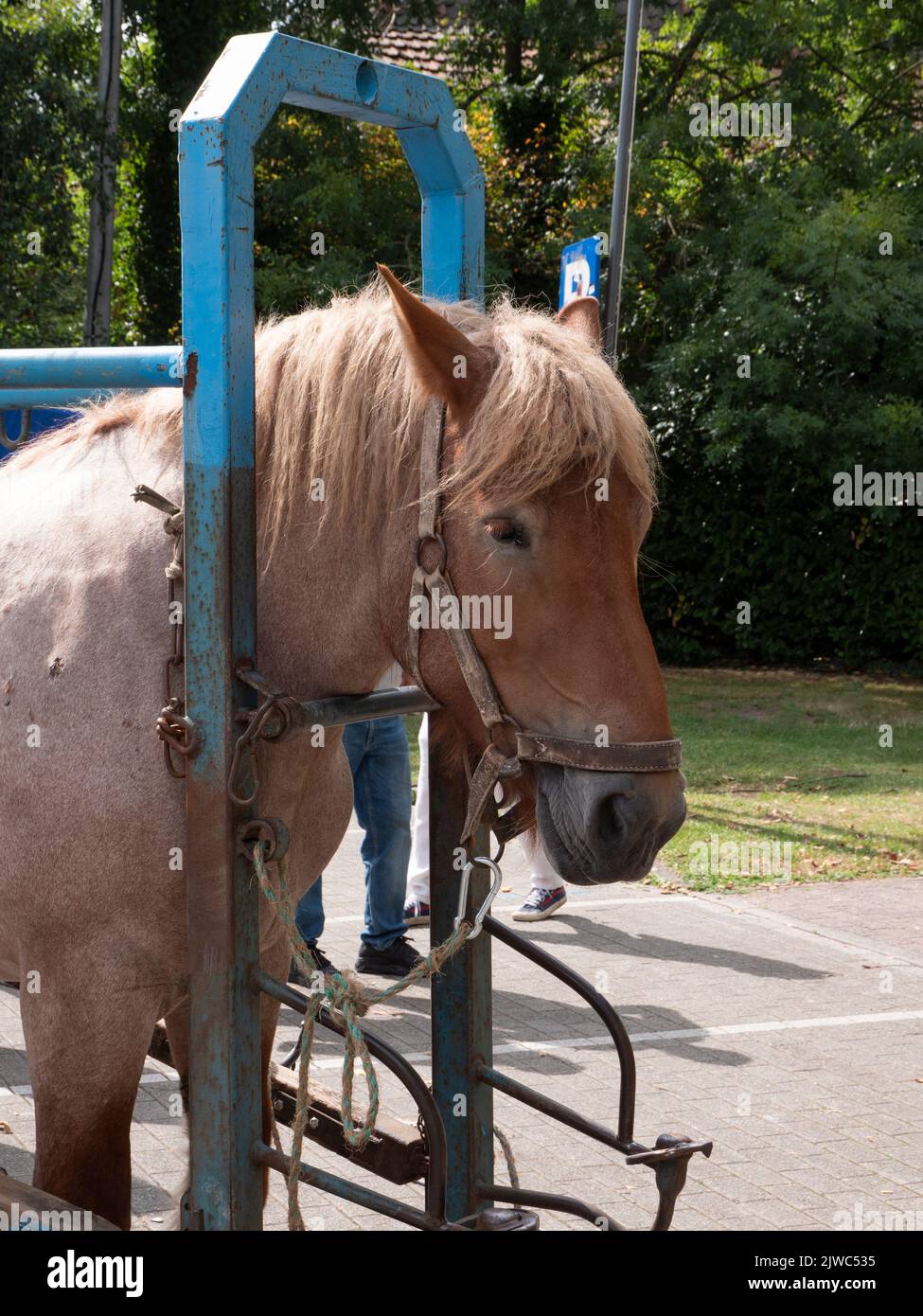 Brabant draft horse ready to be provided with new horseshoes Stock
