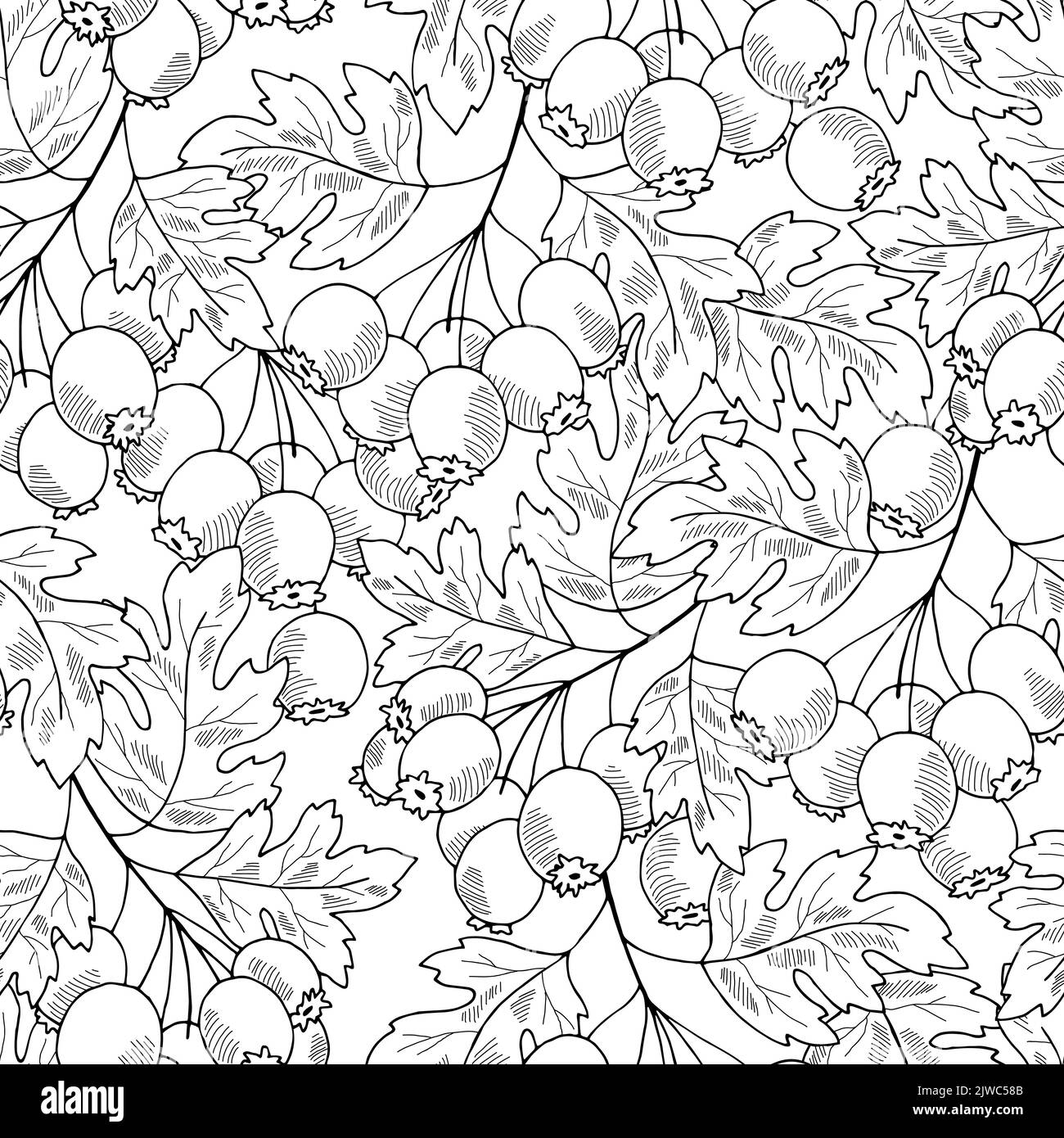 hawthorn-plant-seamless-pattern-background-graphic-black-white-isolated