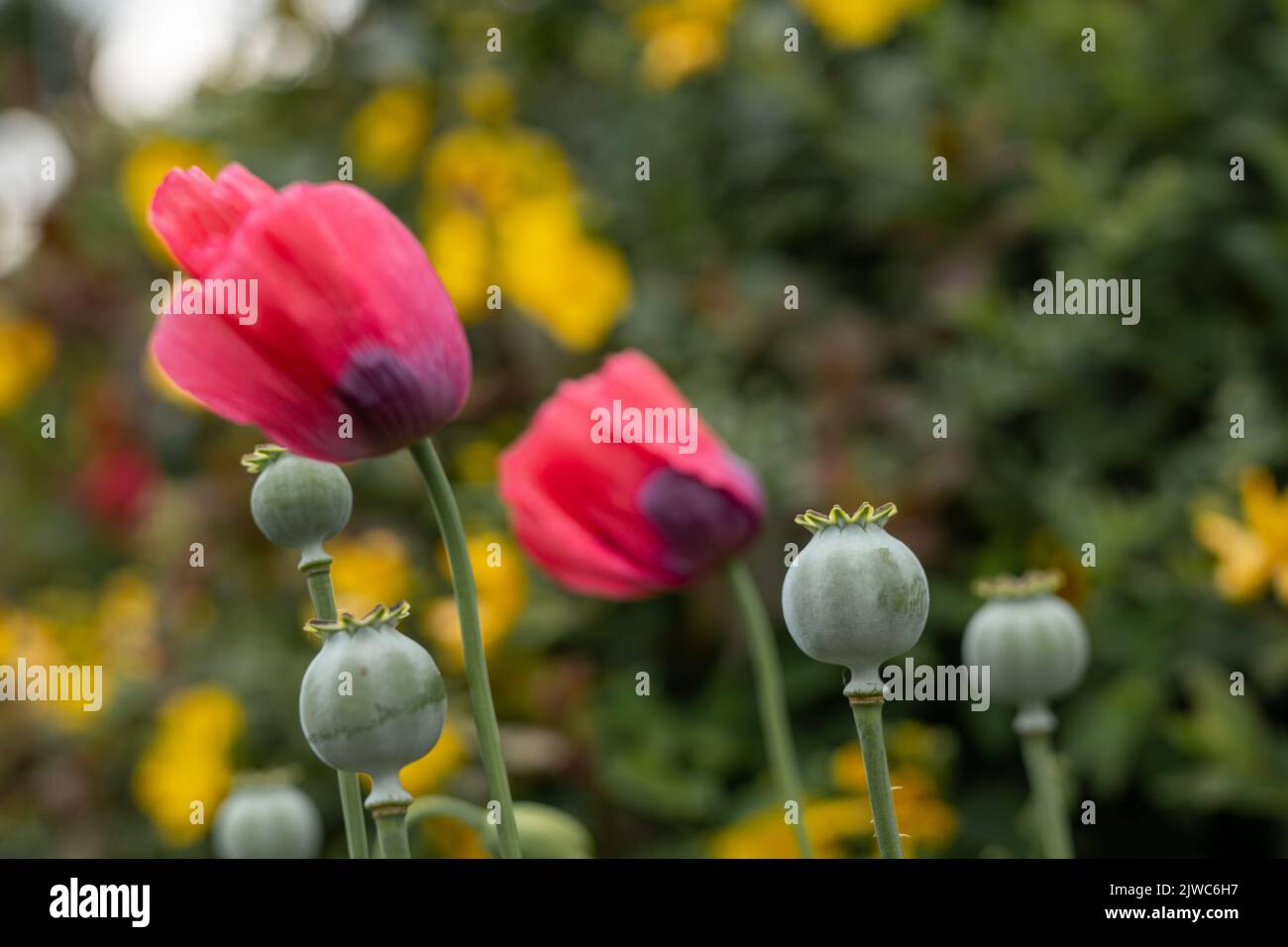 A closeup shot of common poppy flowers in a field Stock Photo