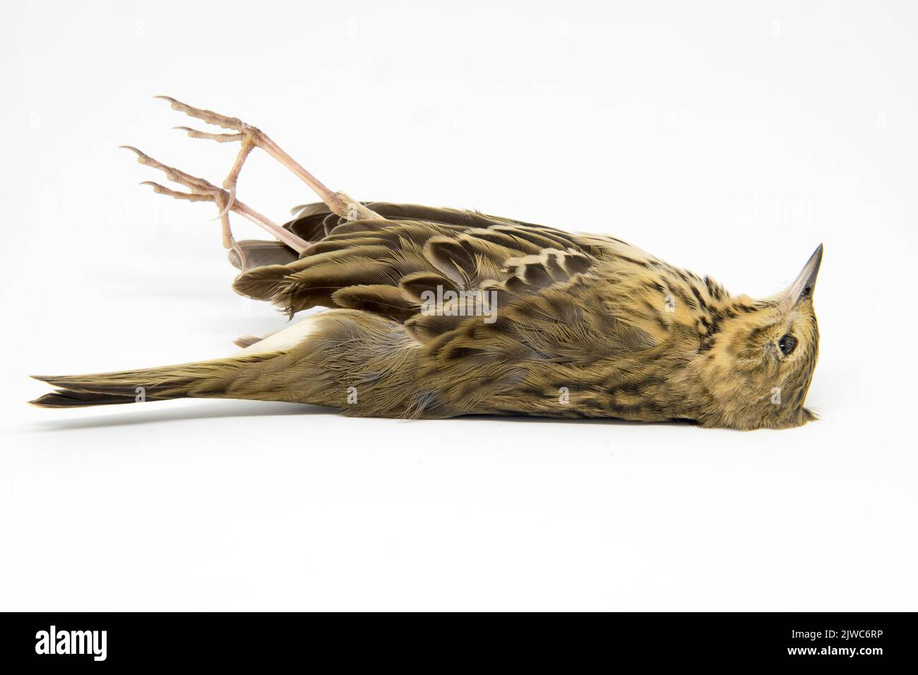 Dead bird. Deceased Tree Pipit in Latin Anthus Trivialis. White background. The body of dead animal. Little European species. Stock Photo