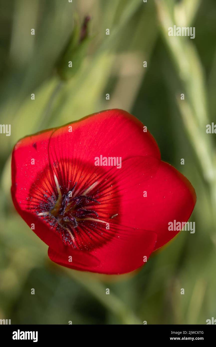 A closeup shot of small red poppy in a field Stock Photo