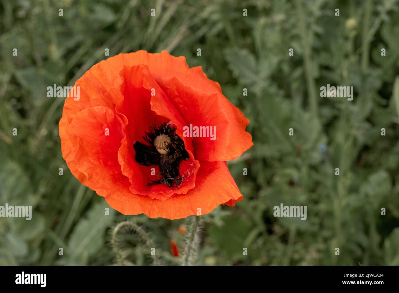A closeup shot of a common poppy in a field Stock Photo