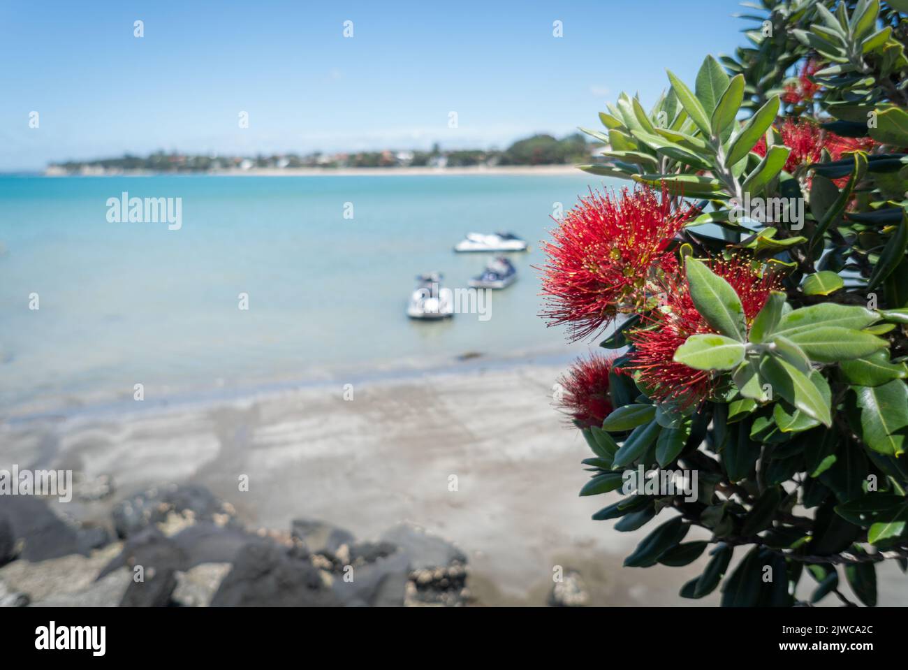 Pohutukawa trees in full bloom with blurred boats in the background, Takapuna beach, Auckland. Stock Photo