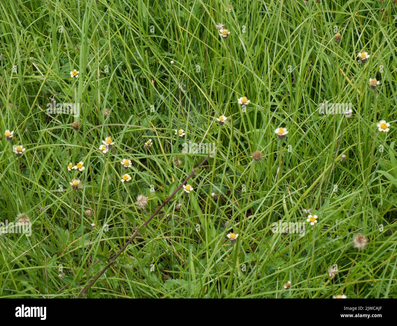 Sphagneticola Trilobata wedelia plant local name Dagdi pala at Hampi state Karnataka India 08 07 2022 Stock Photo