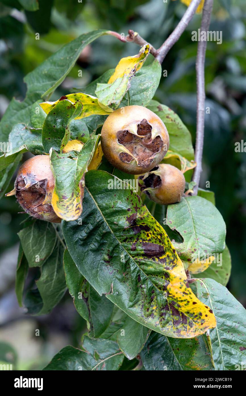 Medlar Fruit Tree Stock Photo