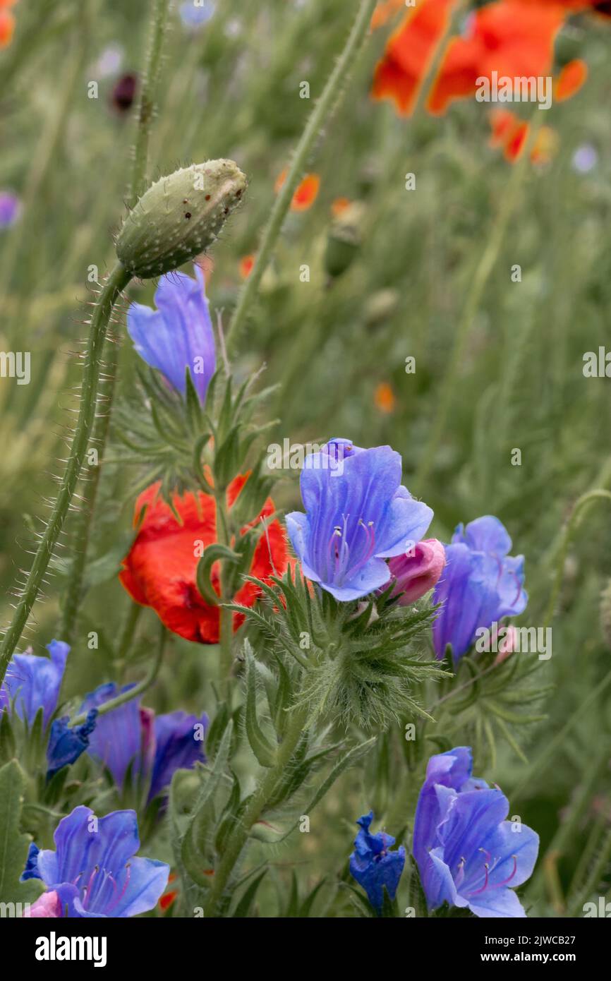 A vertical shot of blue Asiatic dayflowers and red poppy flowers in a field Stock Photo