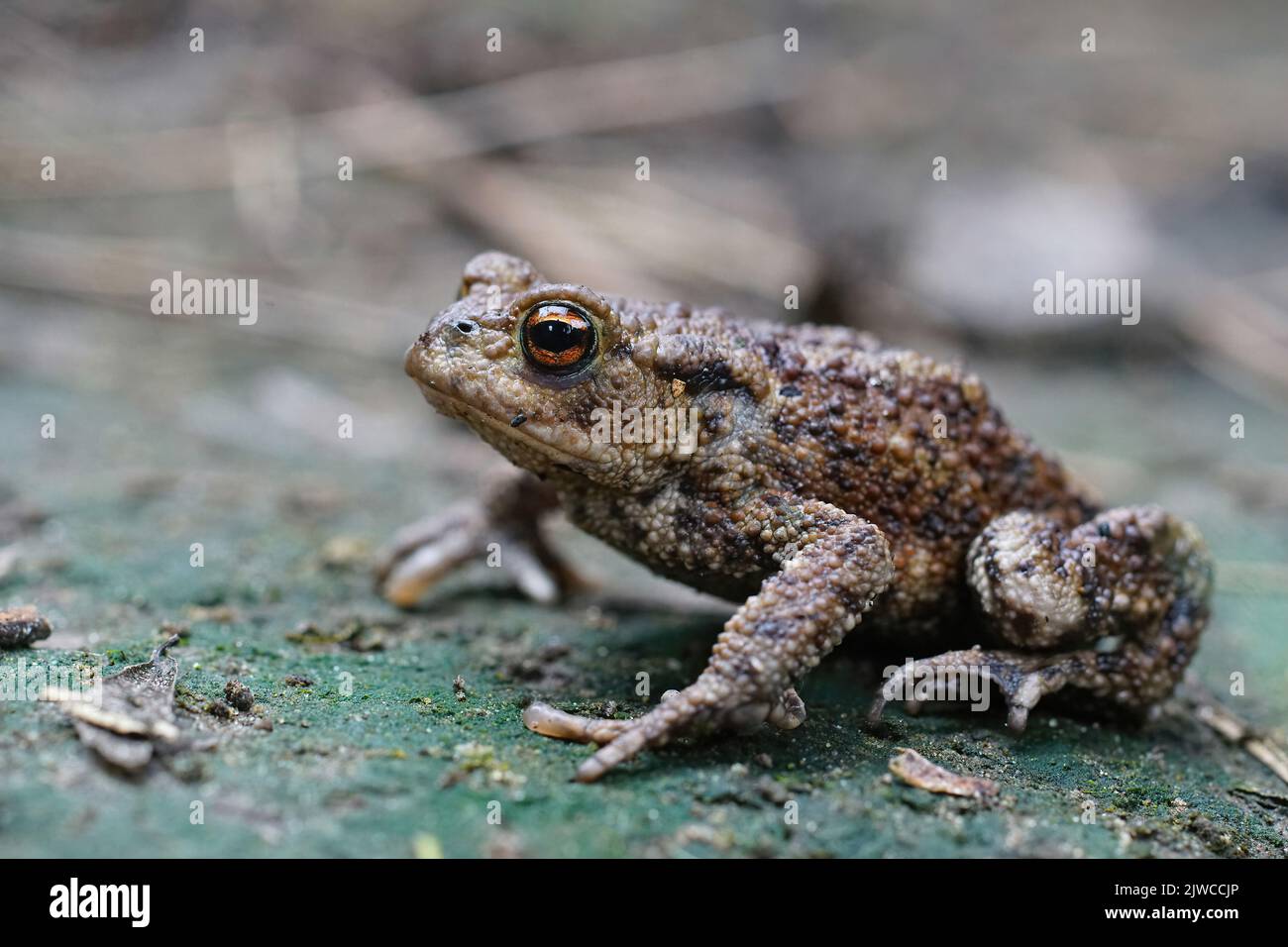 Detailed closeup on an adult Common European Toad, Bufo bufo sitting on the ground in the garden Stock Photo
