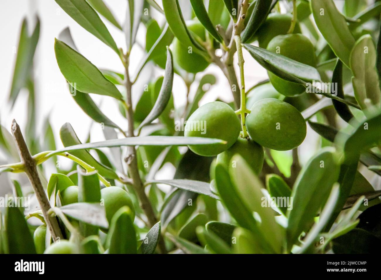 Olive branch closeup view in cultivated field Stock Photo - Alamy
