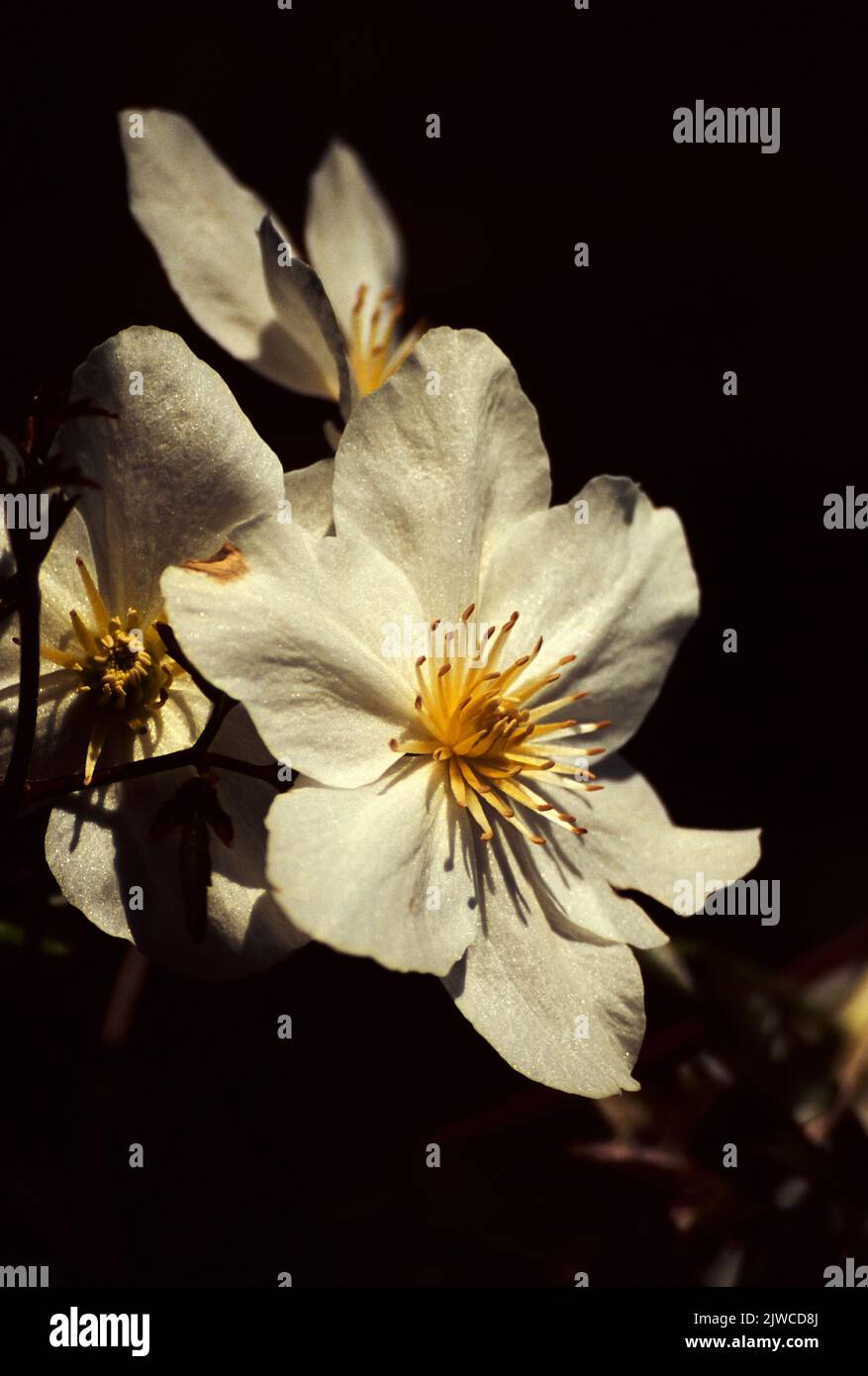 Clematis - Avalanche. White flower with a bright yellow centre. Blooms early summer. Stock Photo