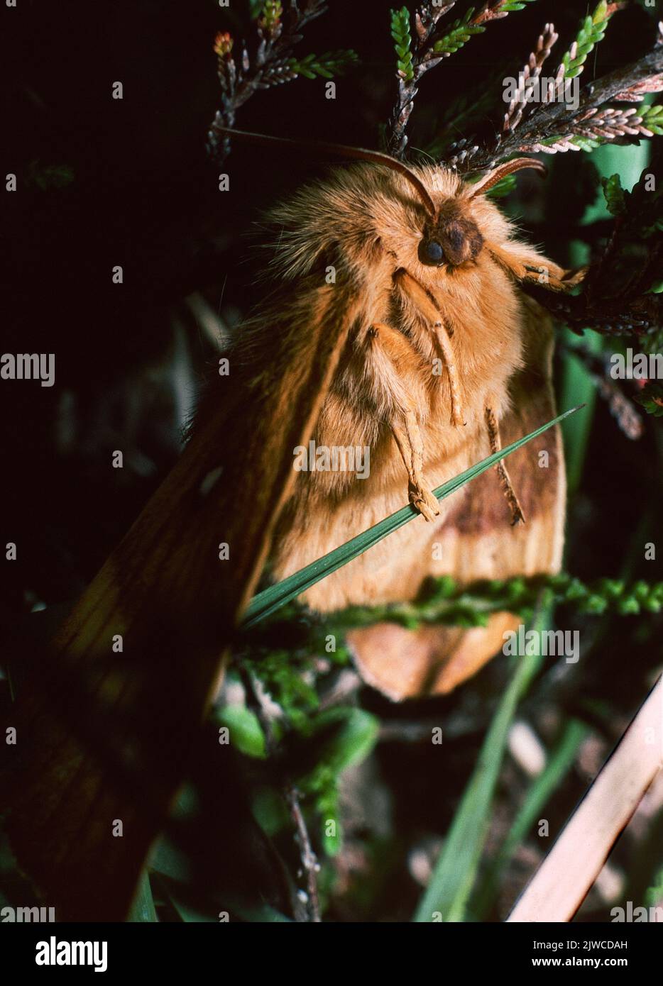 Lasiocampa Quercus - Northern Oak Eggar Moth Stock Photo