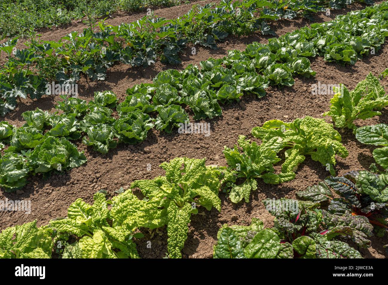 Rows of various vegetable plants and lettuce in brown soil Stock Photo
