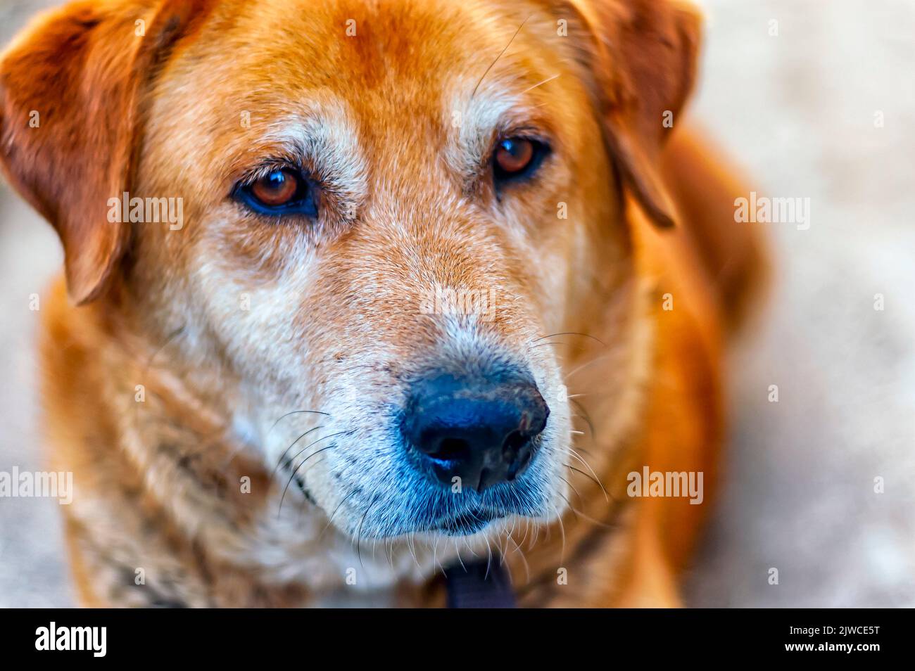 A portrait of a German Shepherd Lab mix Stock Photo Alamy
