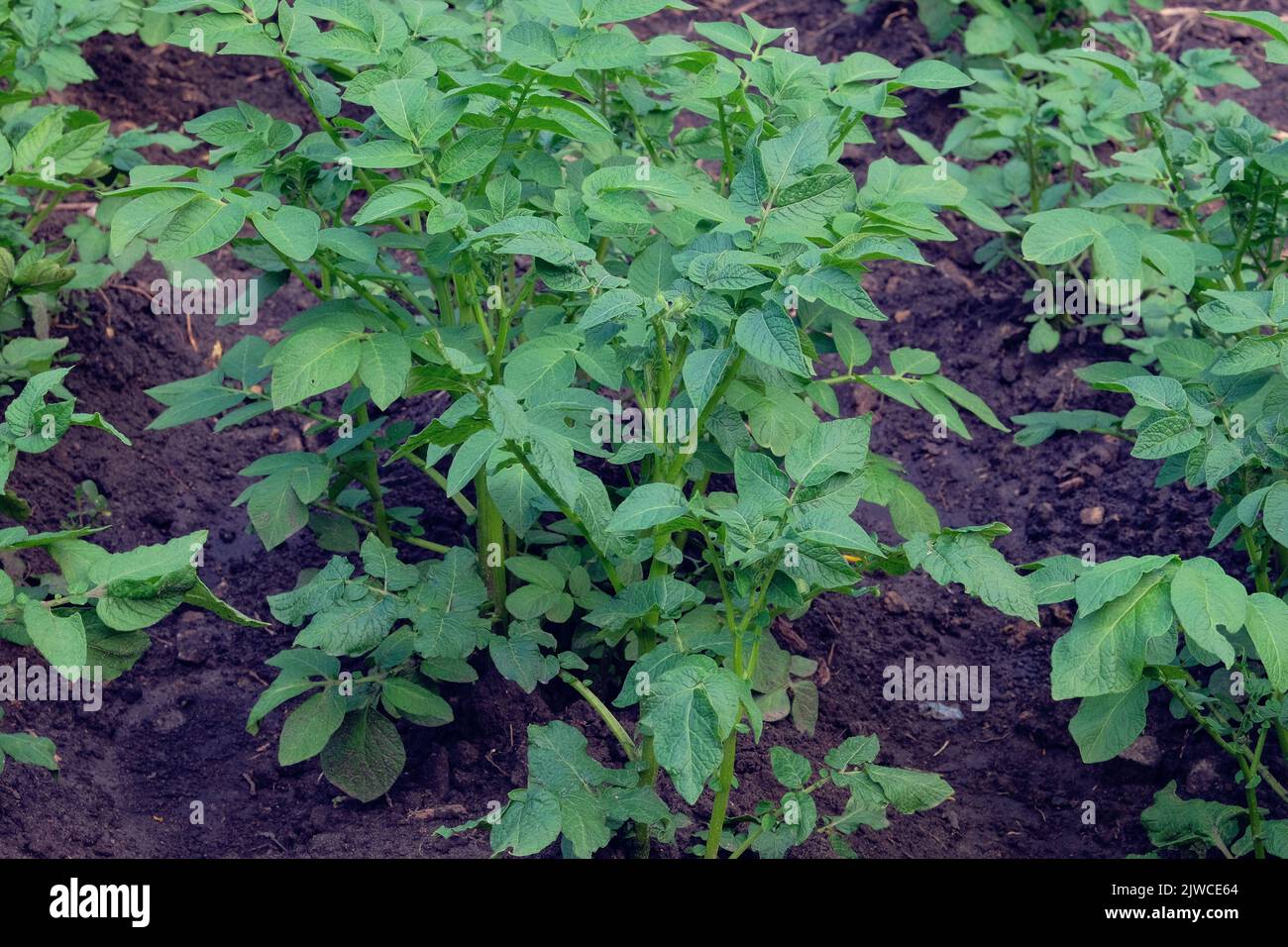 Potato bush is growing in rustic garden. Organic green bush in farming and harvesting. Growing vegetables at home. Stock Photo