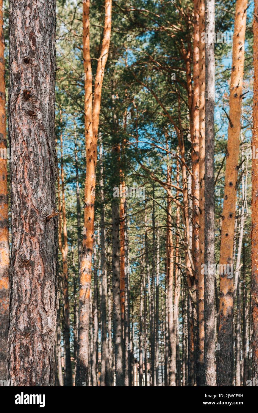 Tall pine (Pinus Silvestris variegata Zlatiborica) trees on Zlatibor as natural background Stock Photo