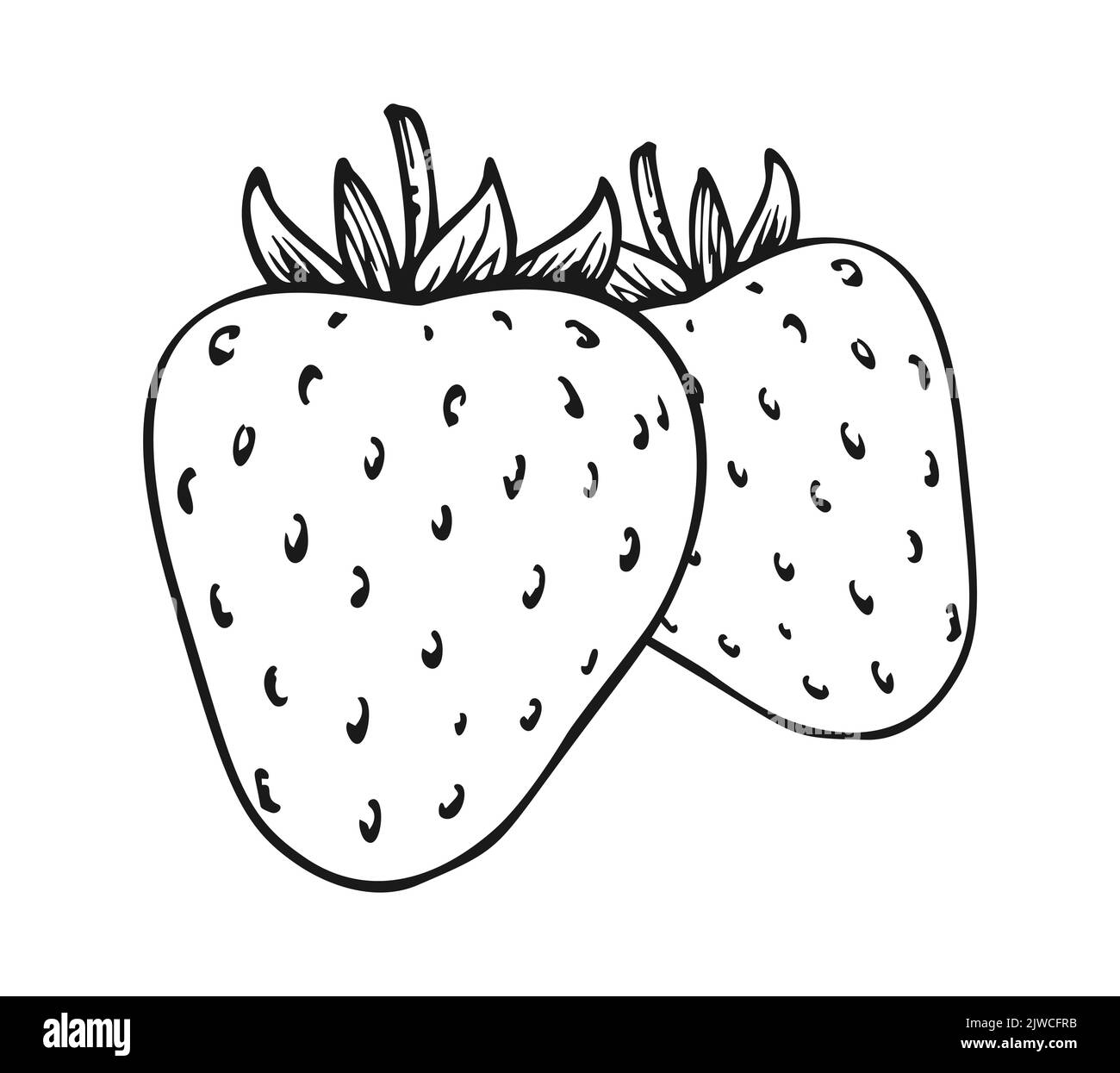 Two whole ripe strawberry coloring book page. Couple of forest wild sweet berries. Tasty sweet eco fruit. Realistic juicy strawberries black and white Stock Vector