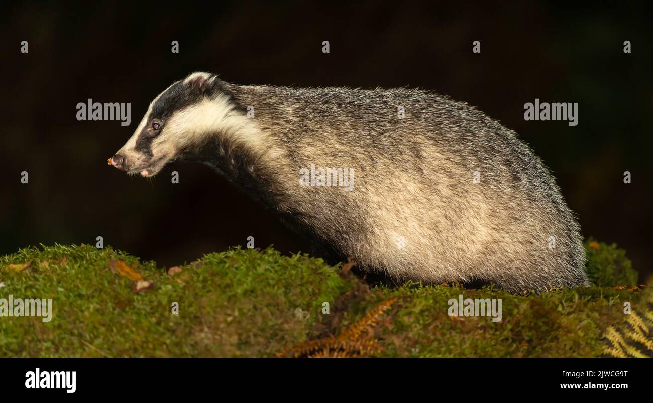 Close-up of a badger in Autumn with a leaf on her nose, facing left in natural woodland habit.  Night time, Scottish Highlands.  Scientific name: Mele Stock Photo