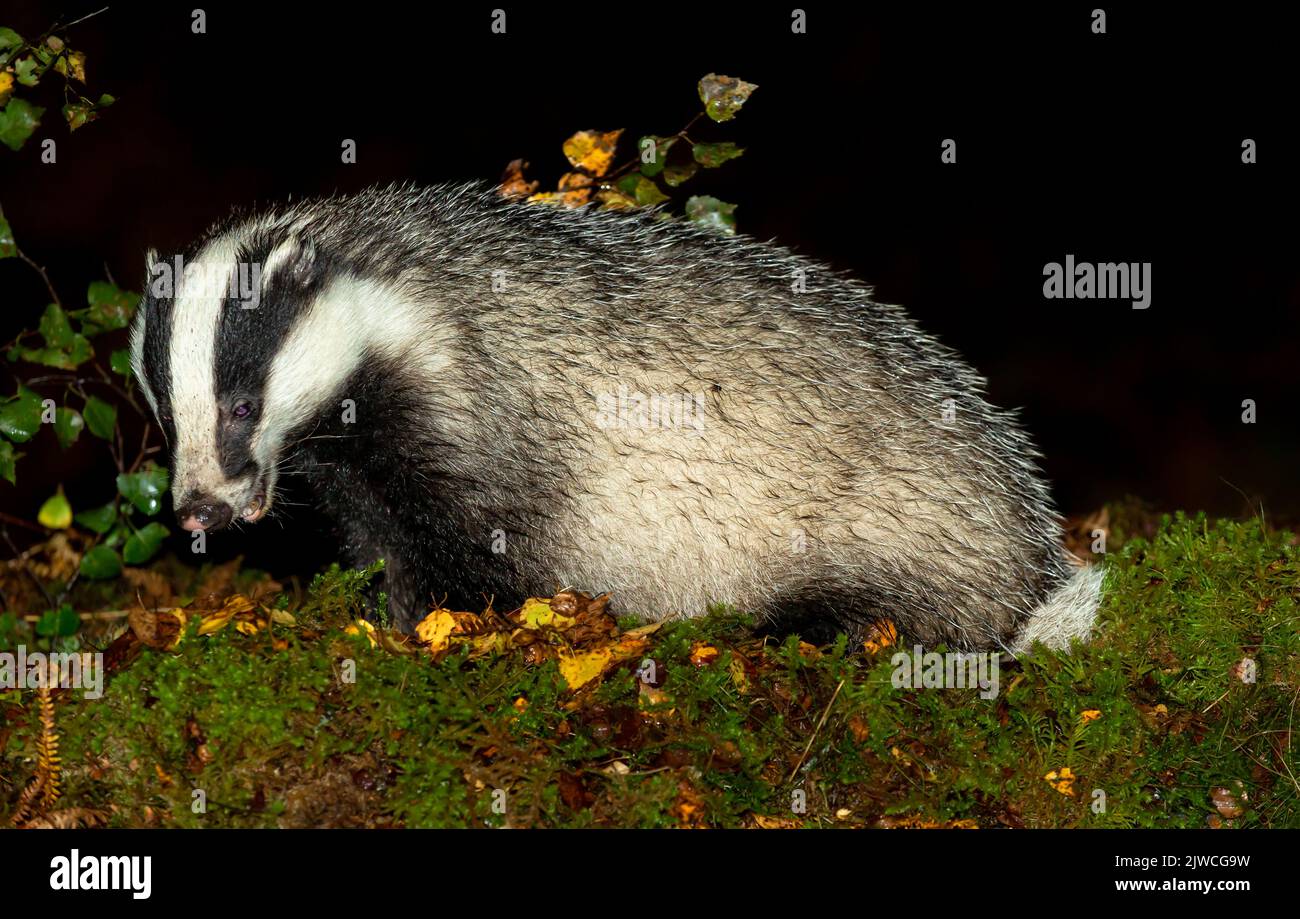 Close up of an adult, wild badger foraging in wet Autumnal weather and ...