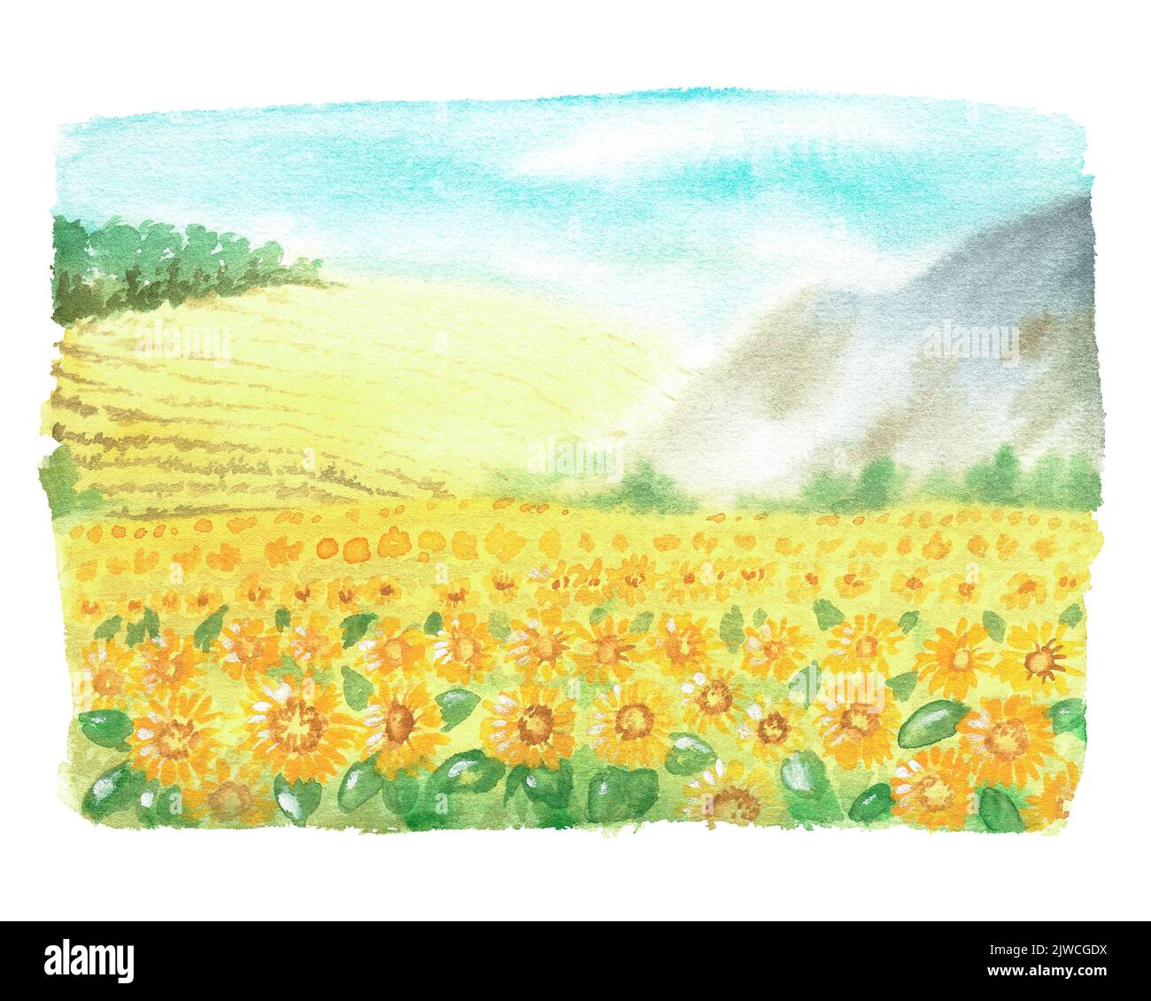 Sunflower field. Watercolor vintage illustration. Isolated on a white background. For design of stickers, prints, garden supplies, dishes, aprons Stock Photo