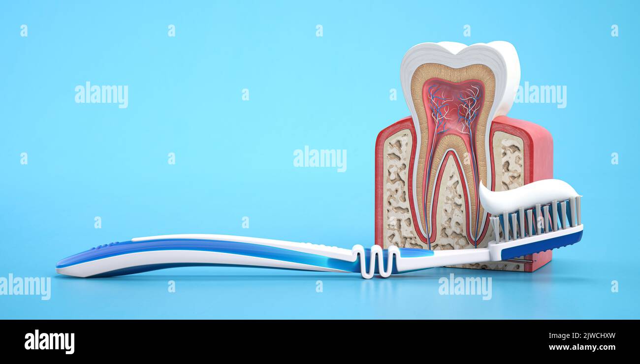 Model of tooth with arrow, tooth brush and tooth paste on blue background. Teeth protection concept. 3d illustration Stock Photo