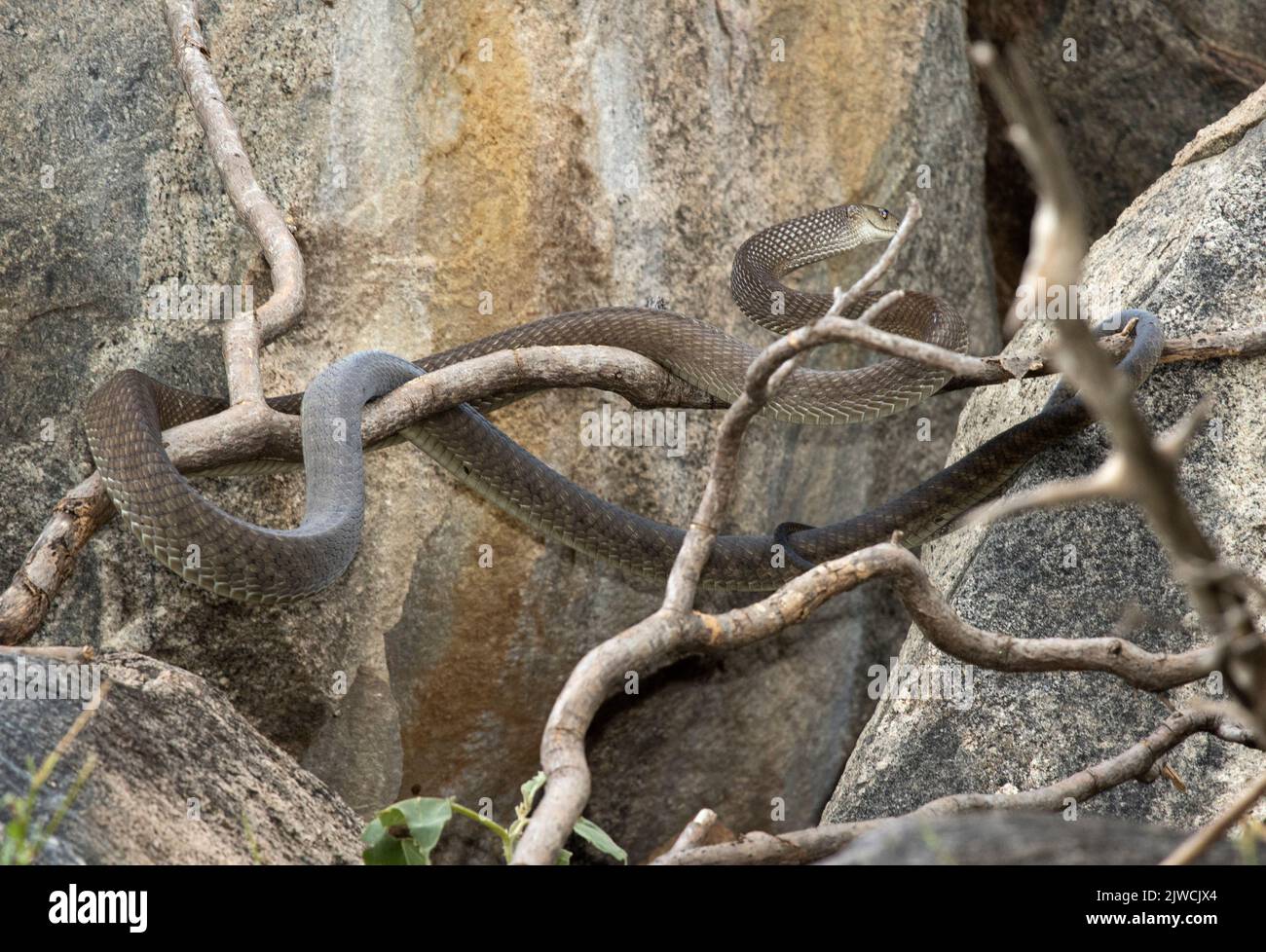 A large Black mamba is actively hunting young Hyrax in the rocky outcrop that they use as a retreat. The Mamba is Africa's deadliest snakes Stock Photo