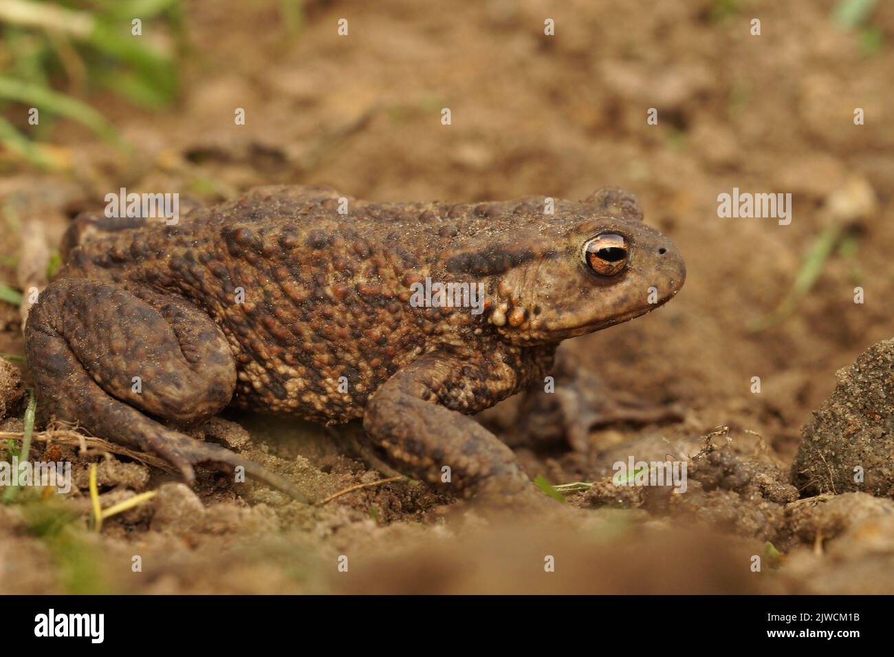 Closeup on a healthy female European common toad, Bufo bufo sitting on the ground in the garden Stock Photo