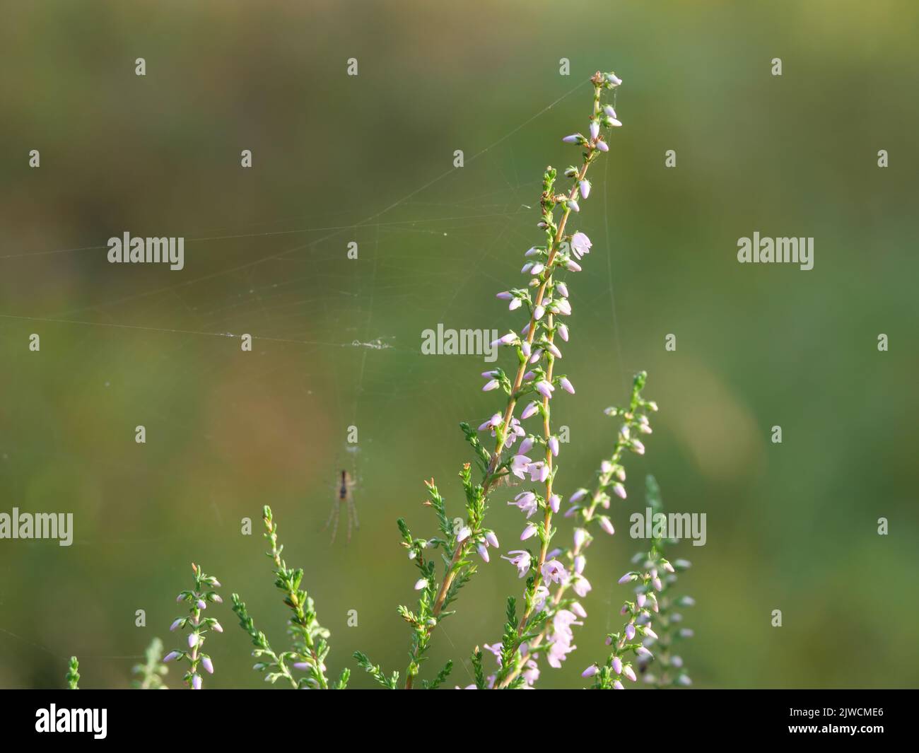 A spider at the delicate pink inflorescence of the commo heather Calluna vulgaris Stock Photo