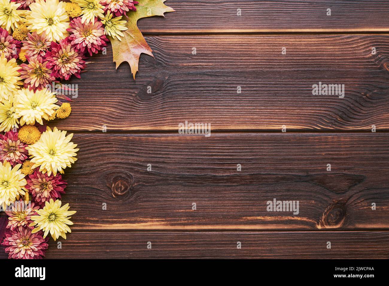Autumn background. Colorful chrysanthemum flowers border on a dark wooden background. Top view, copy space for text Stock Photo