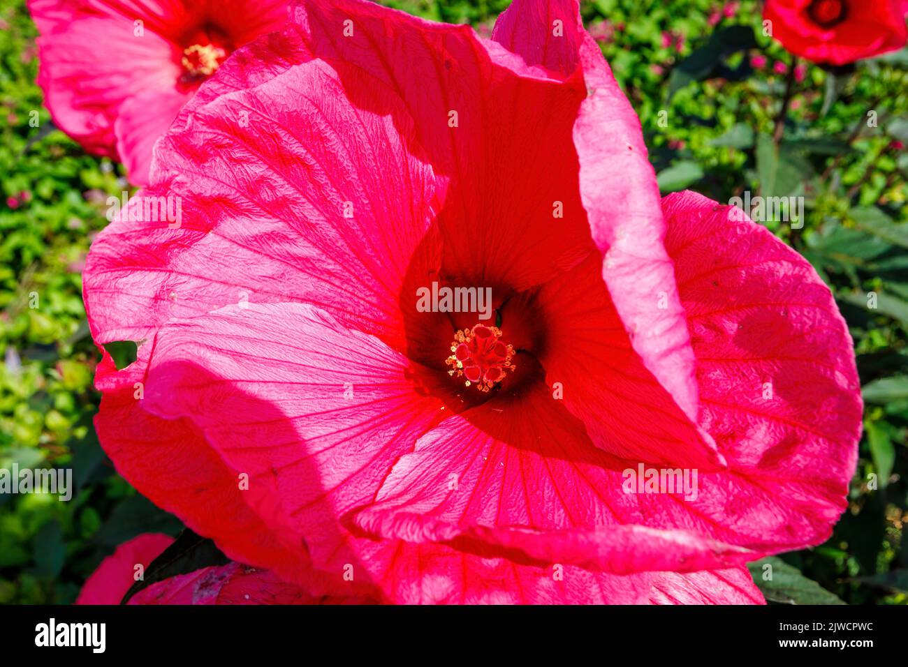 Large deep pink to red Hibiscus moscheutos Planet Griotte 'Tangri' rose mallow in bloom at RHS Garden, Wisley, Surrey, UK in summer Stock Photo