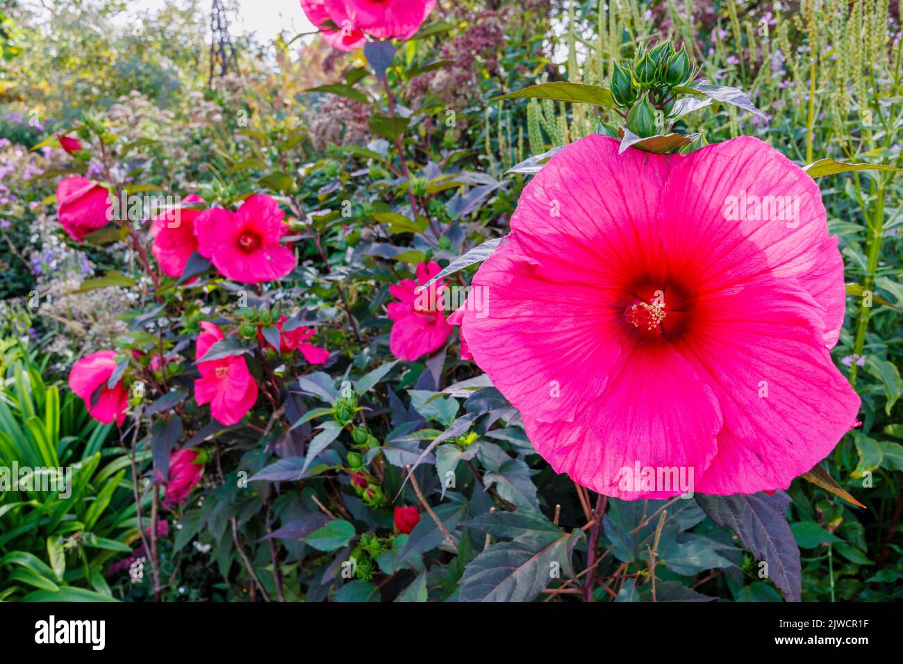 Large deep pink to red Hibiscus moscheutos Planet Griotte 'Tangri' rose mallow in bloom at RHS Garden, Wisley, Surrey, UK in summer Stock Photo