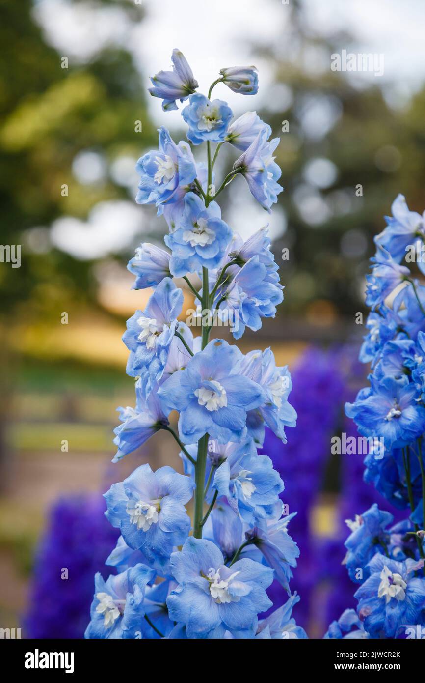 A tall spike of light blue delphinium 'Gertrude Sahin' flowering in the trials grounds of RHS Gardens, Wisley, Surrey, south-east England in summer Stock Photo
