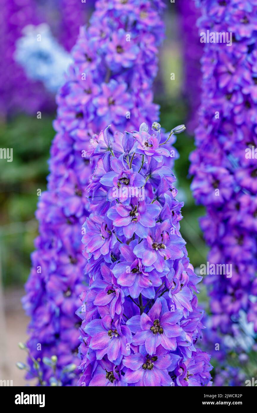 A tall spike of blue delphinium 'After Midnight' flowering in summer in the Trials Field at RHS Gardens, Wisley, Surrey, south-east England Stock Photo