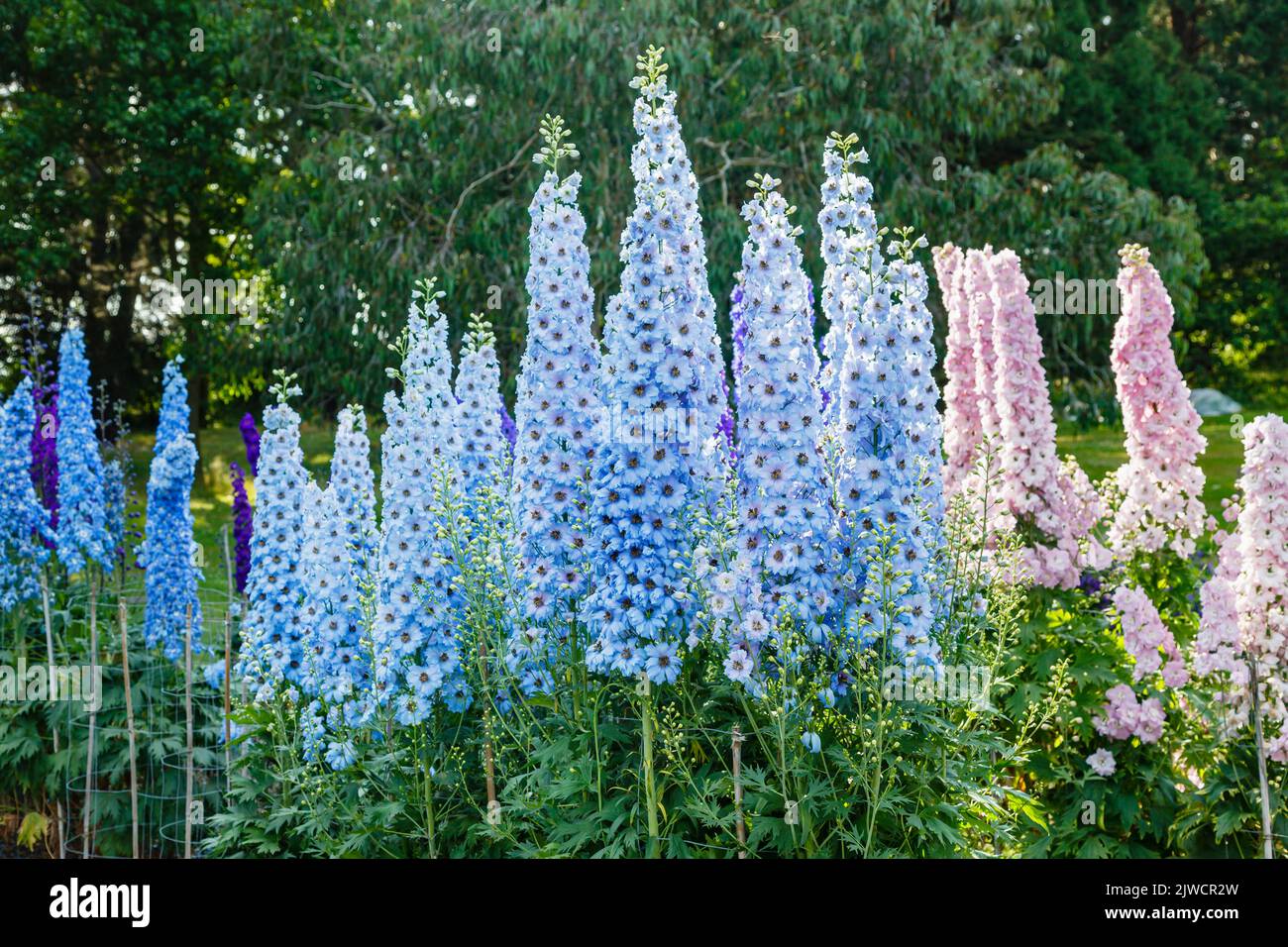 Tall spikes of light blue delphinium 'Raymond Lister' flowering in the Trails Field at RHS Gardens, Wisley, Surrey, south-east England in summer Stock Photo
