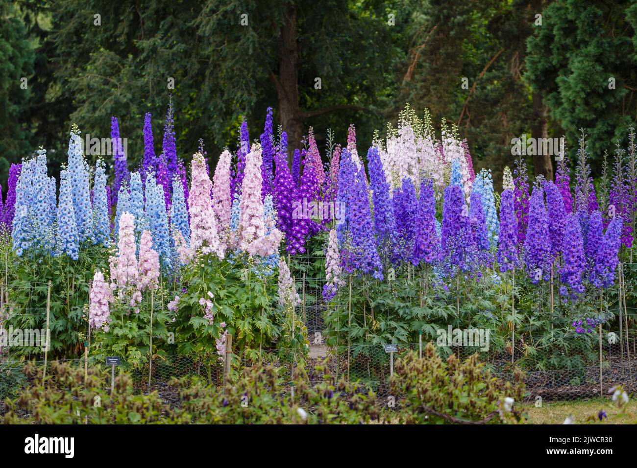 Spikes of colourful mixed delphiniums growing in the Trials Field in RHS Gardens, Wisley, Surrey, south-east England in summer Stock Photo