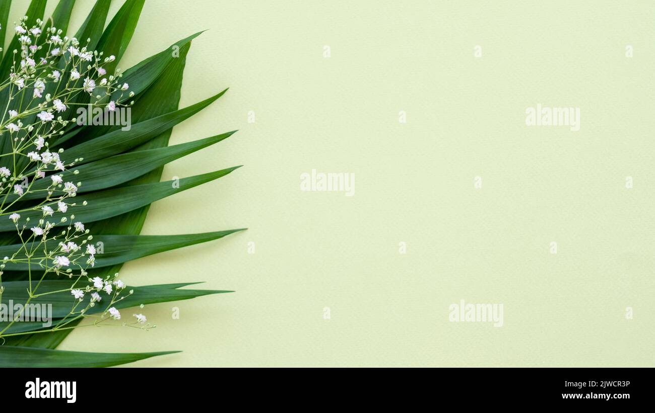 floral background plant decor green leaf white Stock Photo